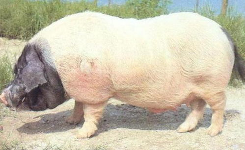 華中兩頭烏豬與羊的特色養殖與價值