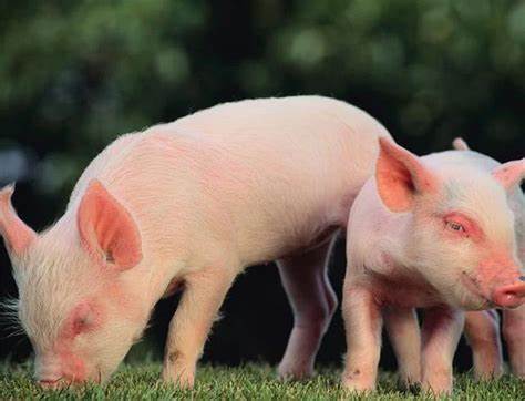 豬股大幅反彈的背后 豬價見底了嗎？