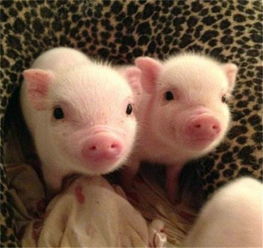 全國驚現(xiàn)首個豬價破 12 省份，羊價走勢或緊隨其后