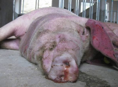 育肥豬皮膚發(fā)紅？警惕這三大常見疾病