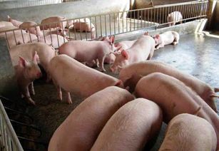 廣西興賓區(qū)畜牧水產(chǎn)部門5人因生豬檢疫失職被立案調(diào)查