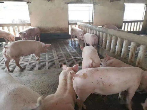 仔豬健壯漲勢(shì)強(qiáng)，新鄉(xiāng)大北農(nóng)產(chǎn)品來幫忙
